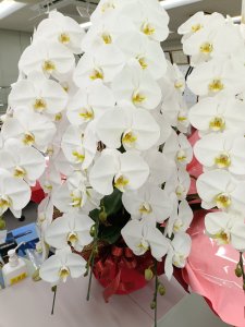 胡蝶蘭